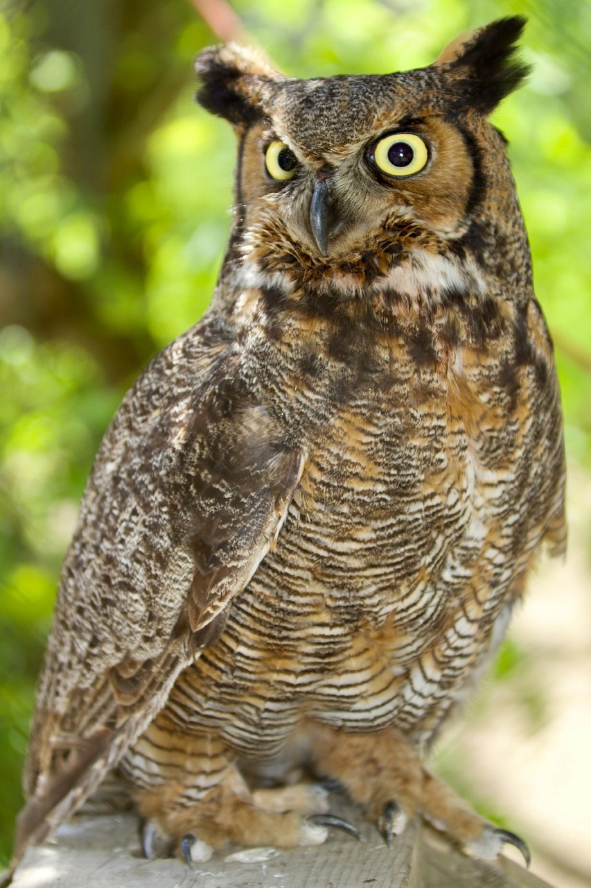 The Great Horned Owl