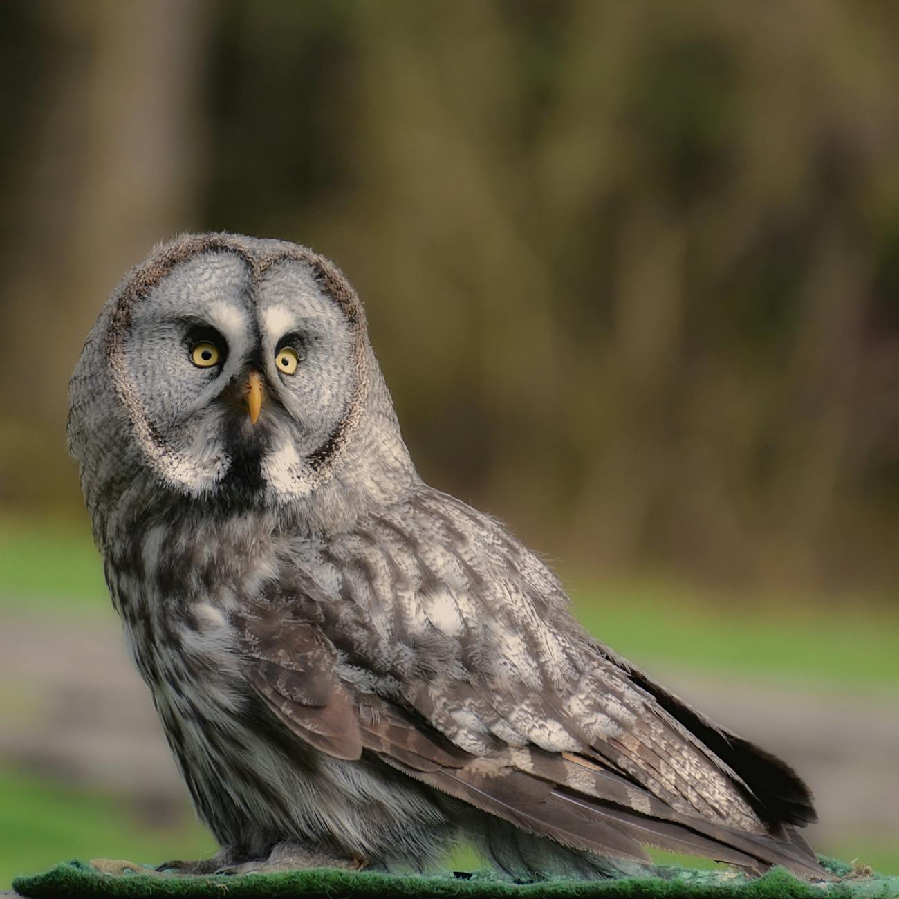 Great Grey Owl staring into the distance.
