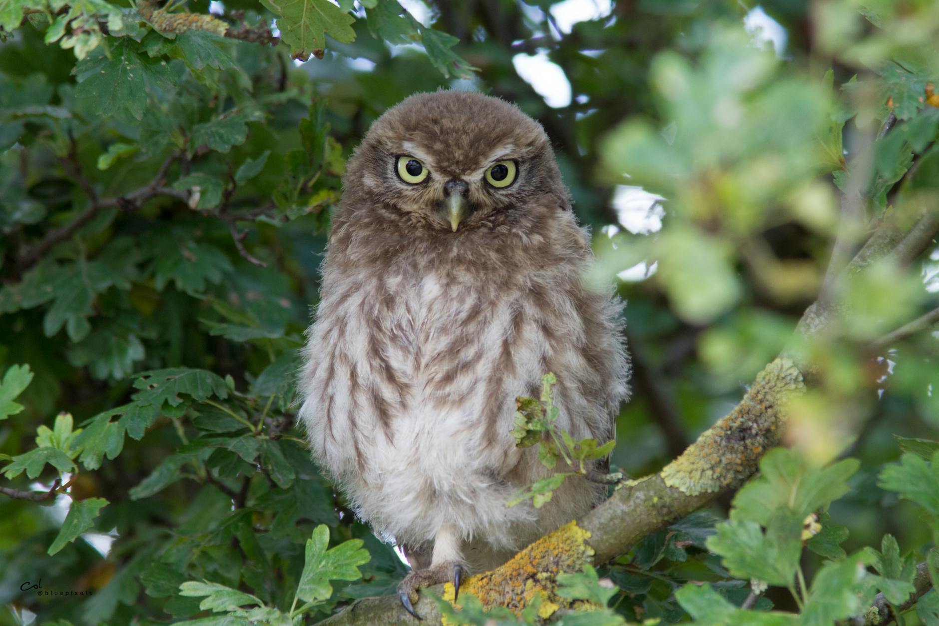 Little Owl staring at camera